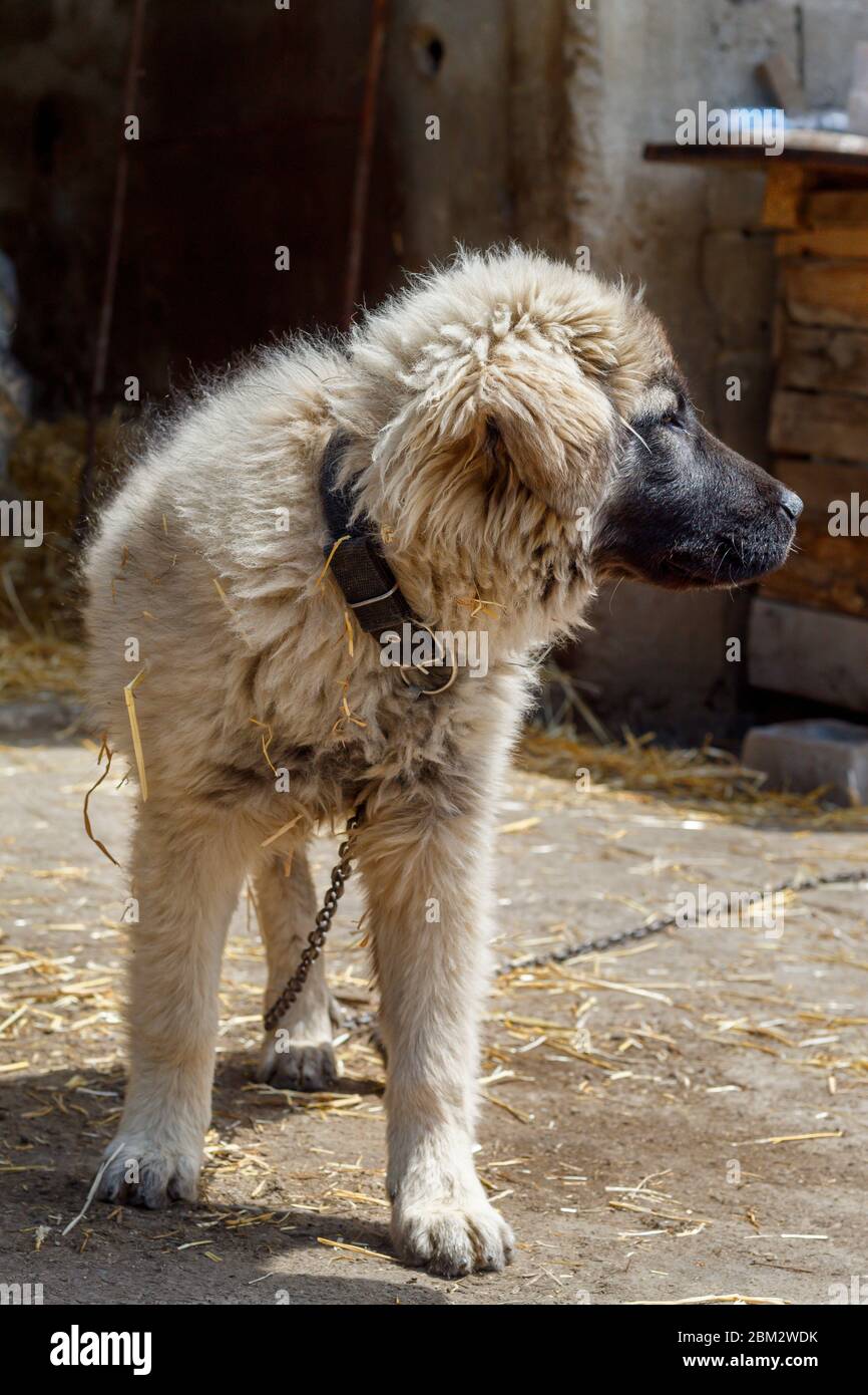 Cute Puppy of Sarplaninac Shepherd Dog Breed Stock Photo Alamy