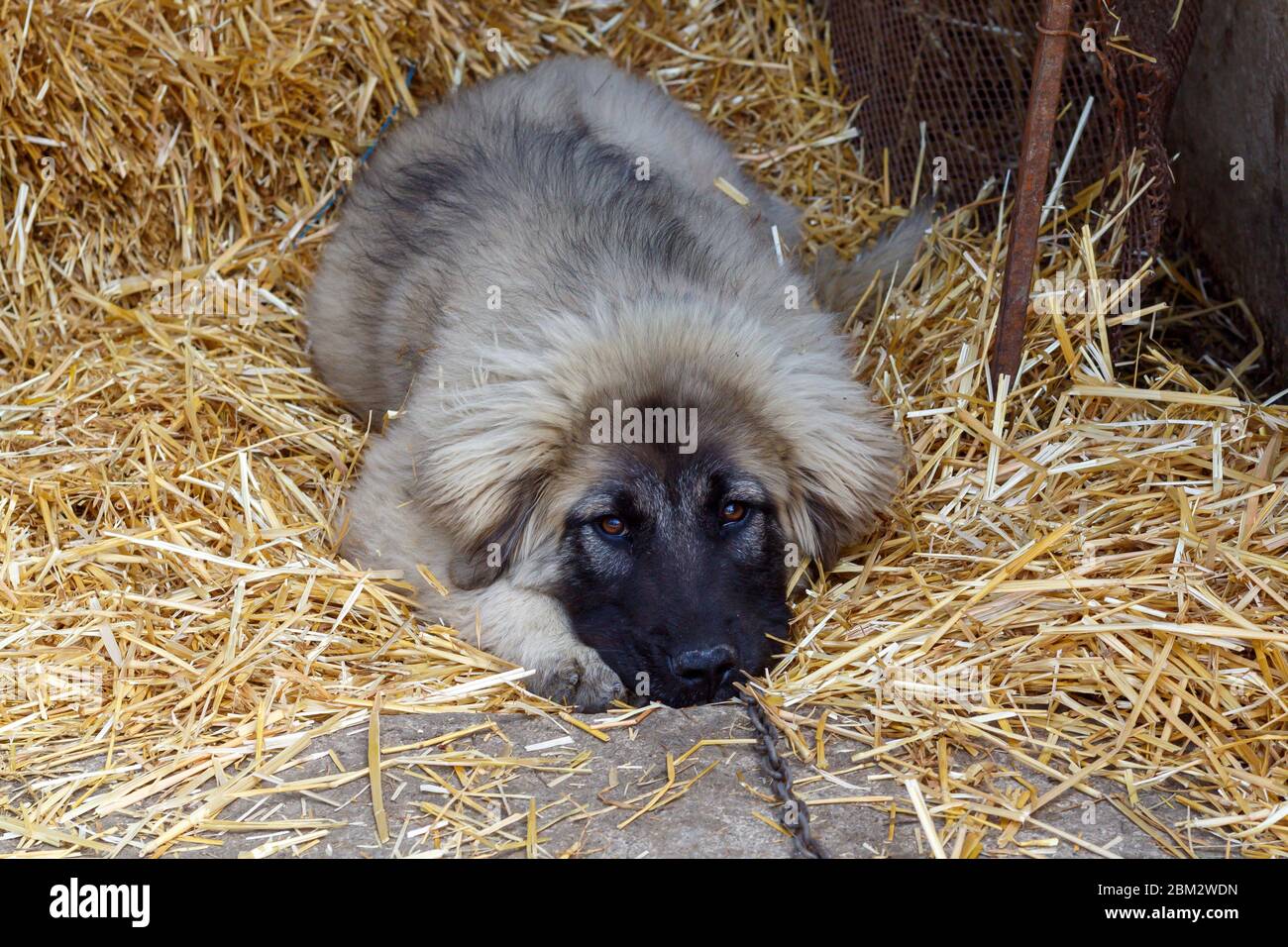 Cute Puppy Of Sarplaninac Shepherd Dog Breed Stock Photo Alamy