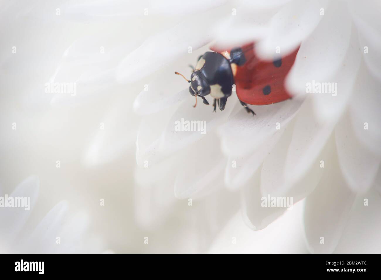 Blurred abstract floral background. Ladybug on chamomile petals close-up. Image about summer, spring, flowers and joy. Stock Photo