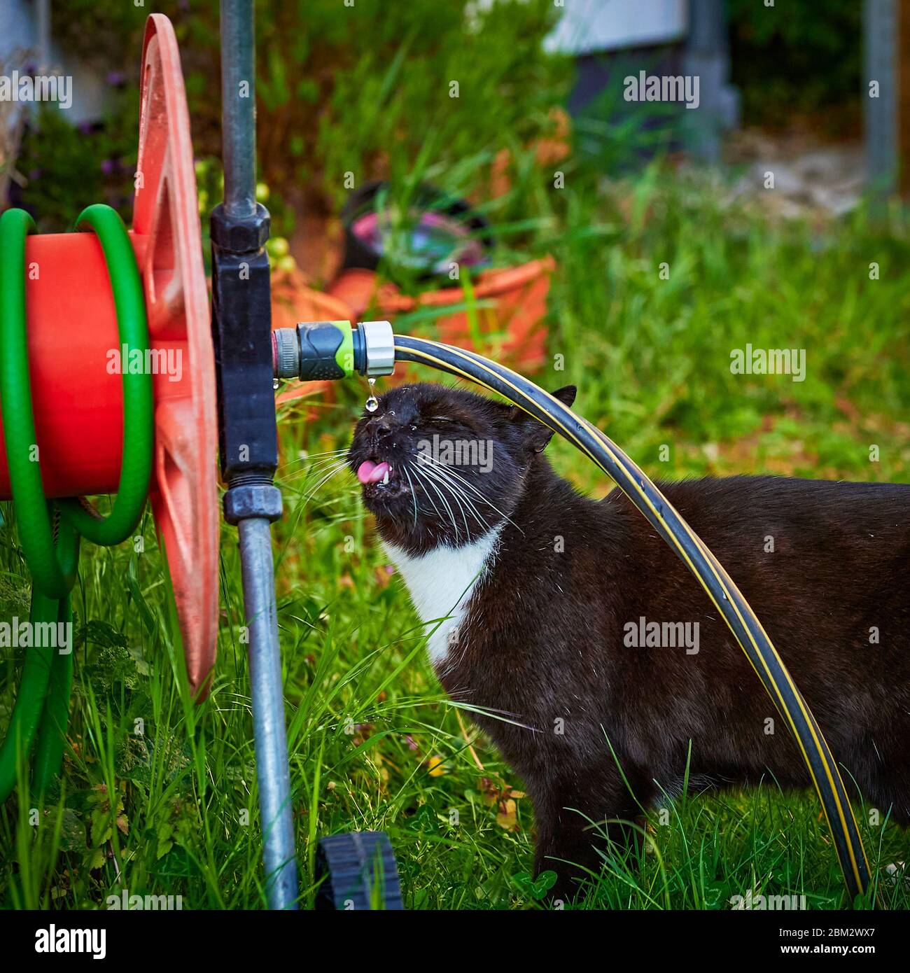 Black cat drinking from a dripping garden hose in the garden Stock