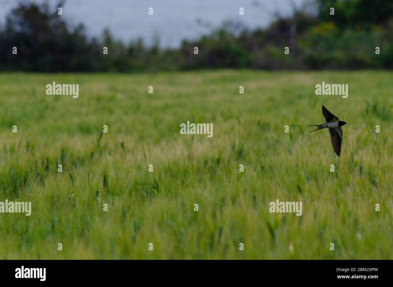 Barn swallow ( Hirundo rustica ) in flight over a field of barley in Evros Greece Stock Photo