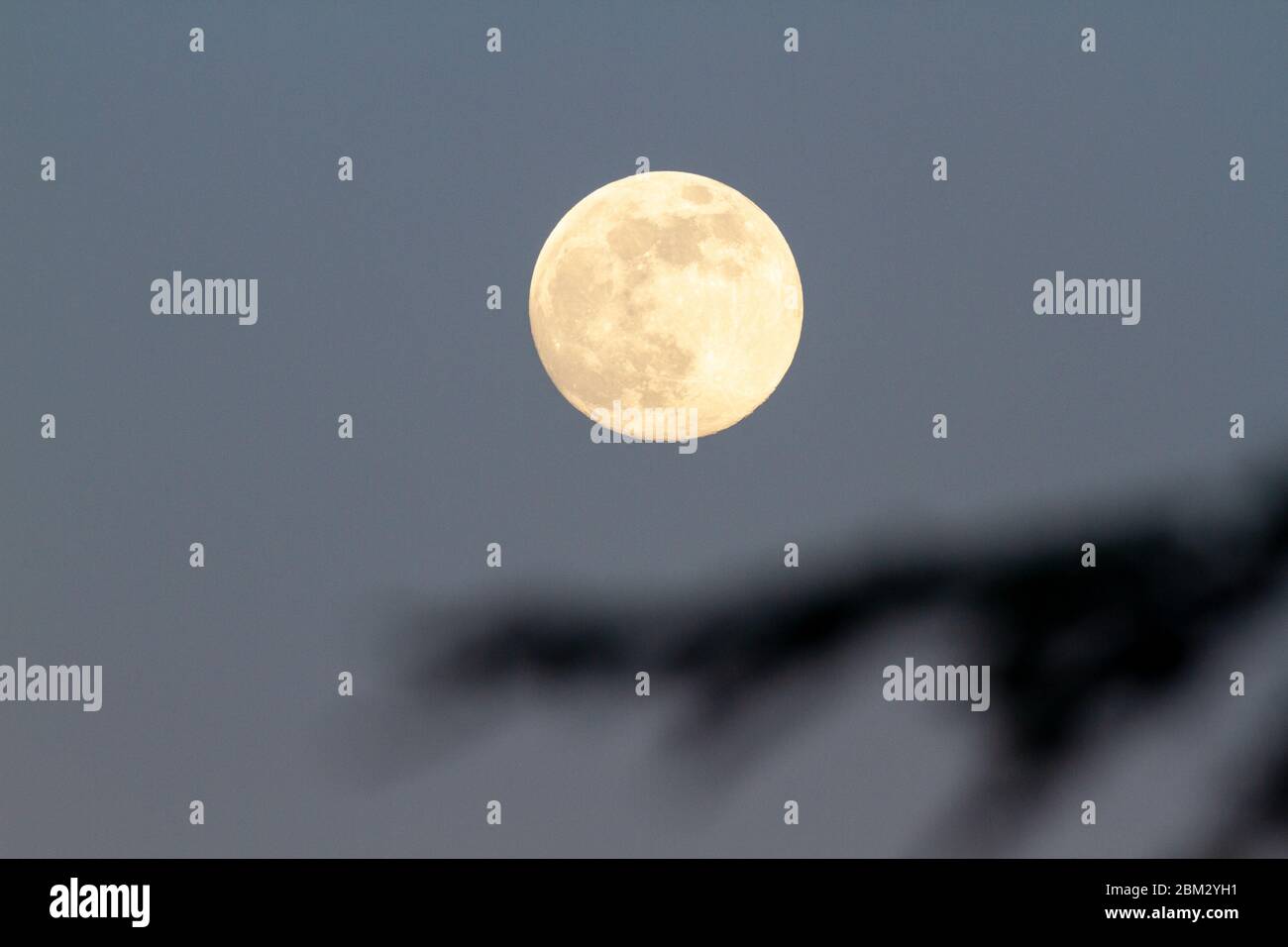 Hailsham, UK. 6th May 2020. UK weather. Clear skies allowed for a good for view of tonights full flower supermoon over Hailsham, East Sussex,UK. Credit: Ed Brown/Alamy Live News Stock Photo