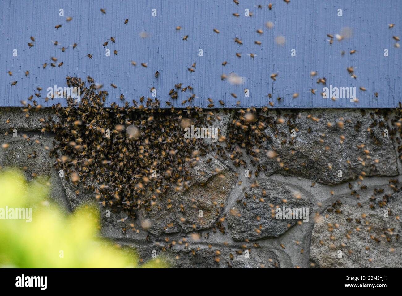 A honeybee swarm Apis mellifera on a house and makes a new home