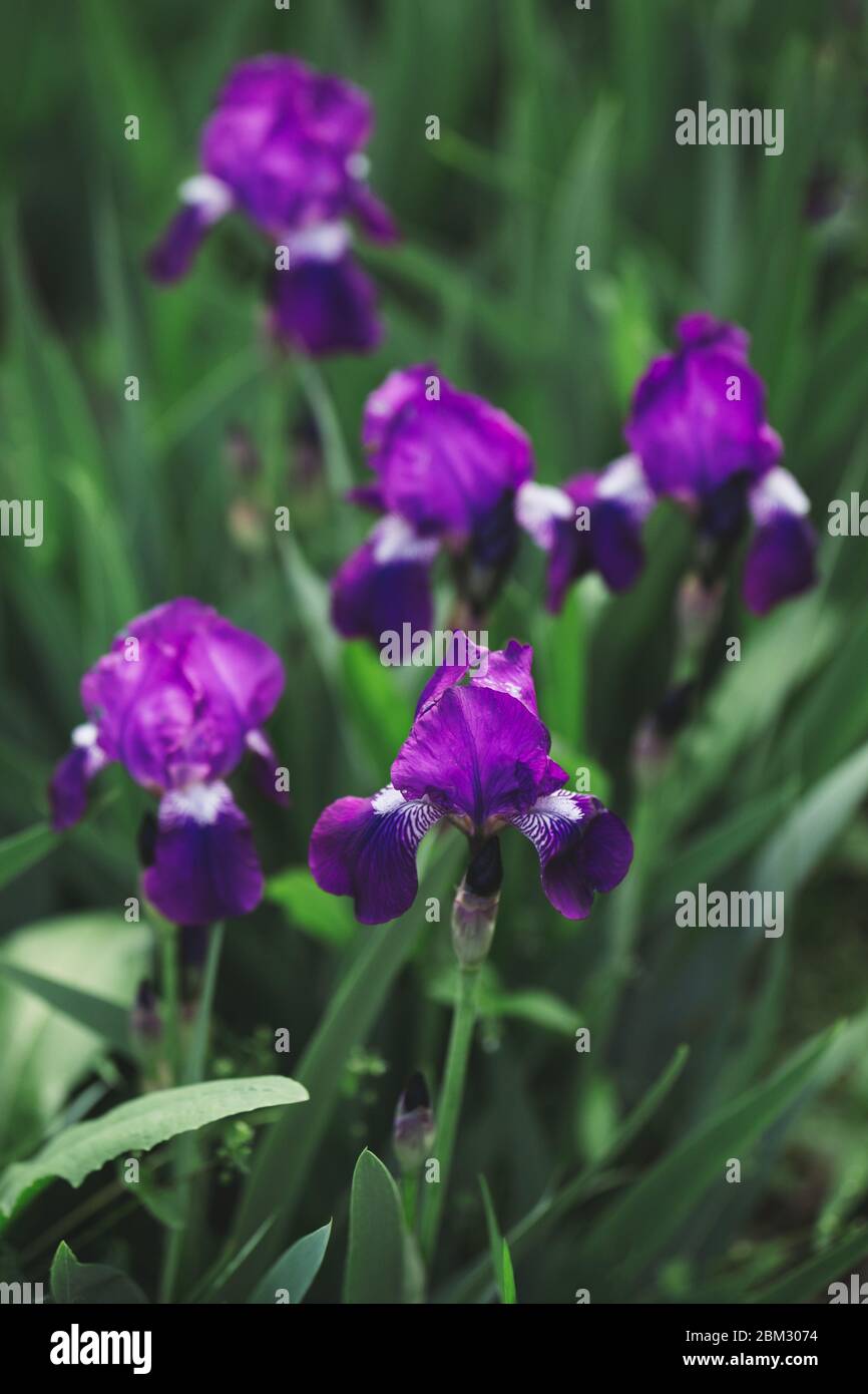 Beautiful purple Iris flowers in the spring garden.  Selective focus. Stock Photo