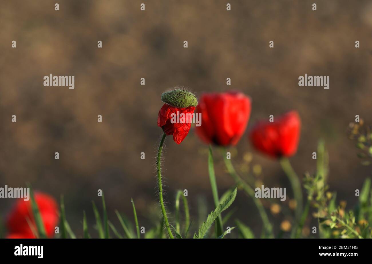 Corn poppy plant flower red Stock Photo - Alamy