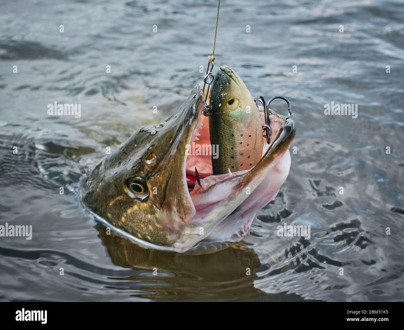 https://c8.alamy.com/comp/2BM31K5/large-size-northern-pike-strikes-softbait-lure-on-april-spring-day-just-before-spawning-time-on-a-lake-in-southern-finland-2BM31K5.jpg