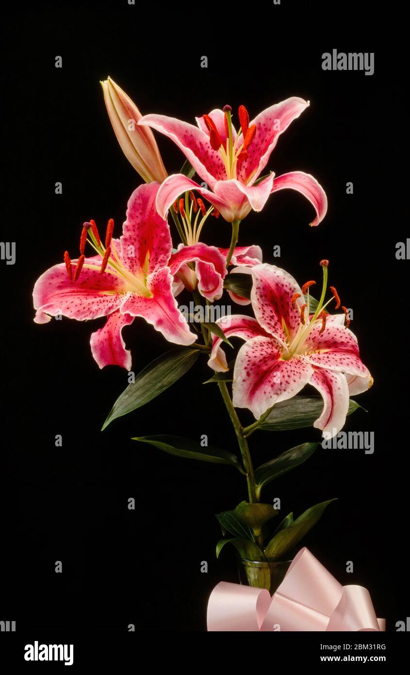 Closeup of three bright pink lily flowers with white edged petals isolated against a black background. Stock Photo