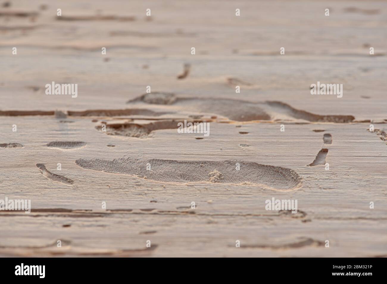 Scolytus bark beetle traces inside wood, angle view. Longitudinal section of coniferous wood with traces of insect pest. Natural background with copy Stock Photo