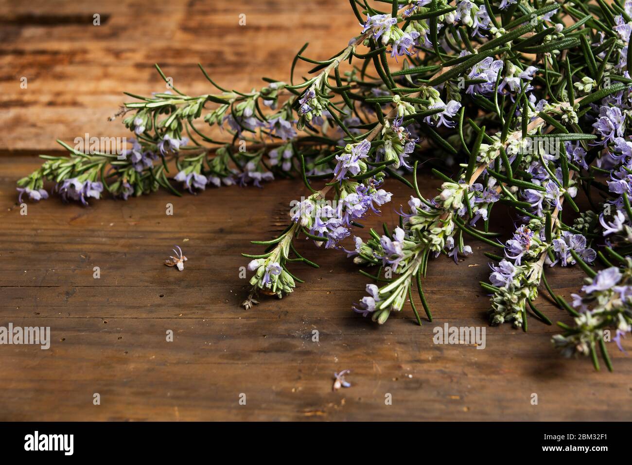 Rosemary plant in blossom on a table with copy space Stock Photo