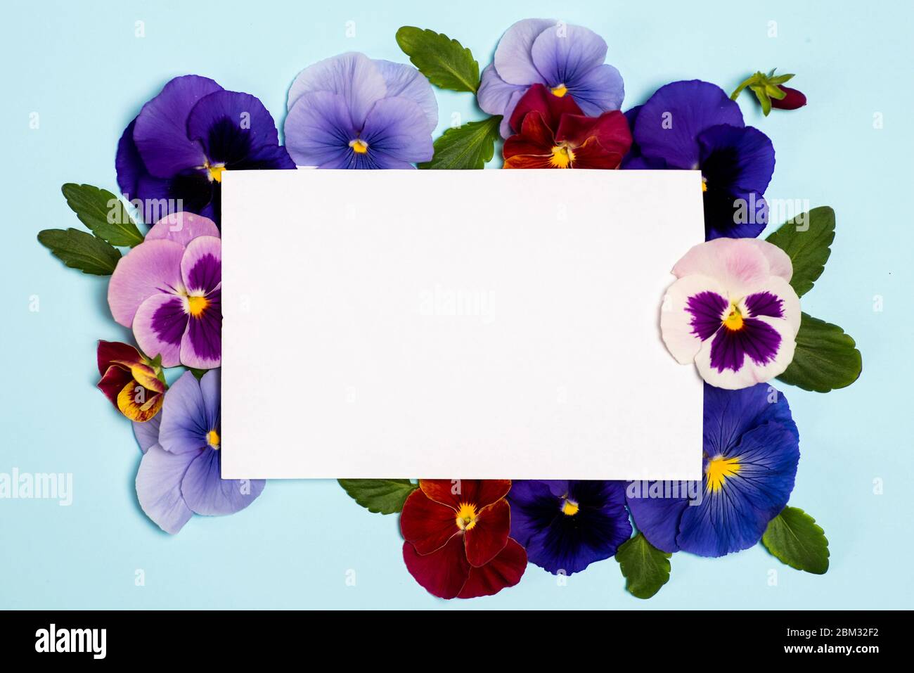 Viola plant violet flower in blossom arrangement with copy space Stock Photo