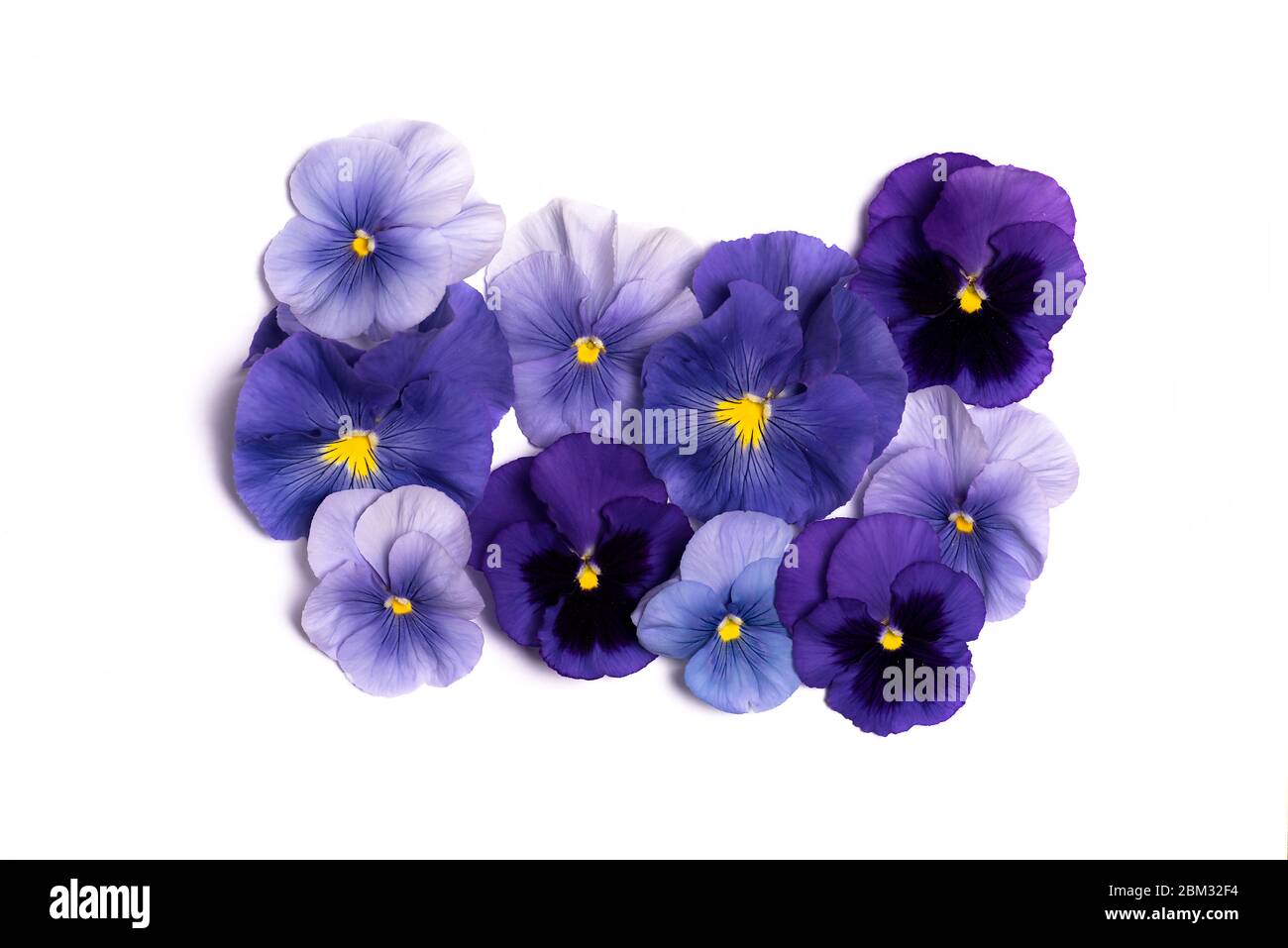 Viola plant violet flower in blossom arrangement isolated with copy space Stock Photo