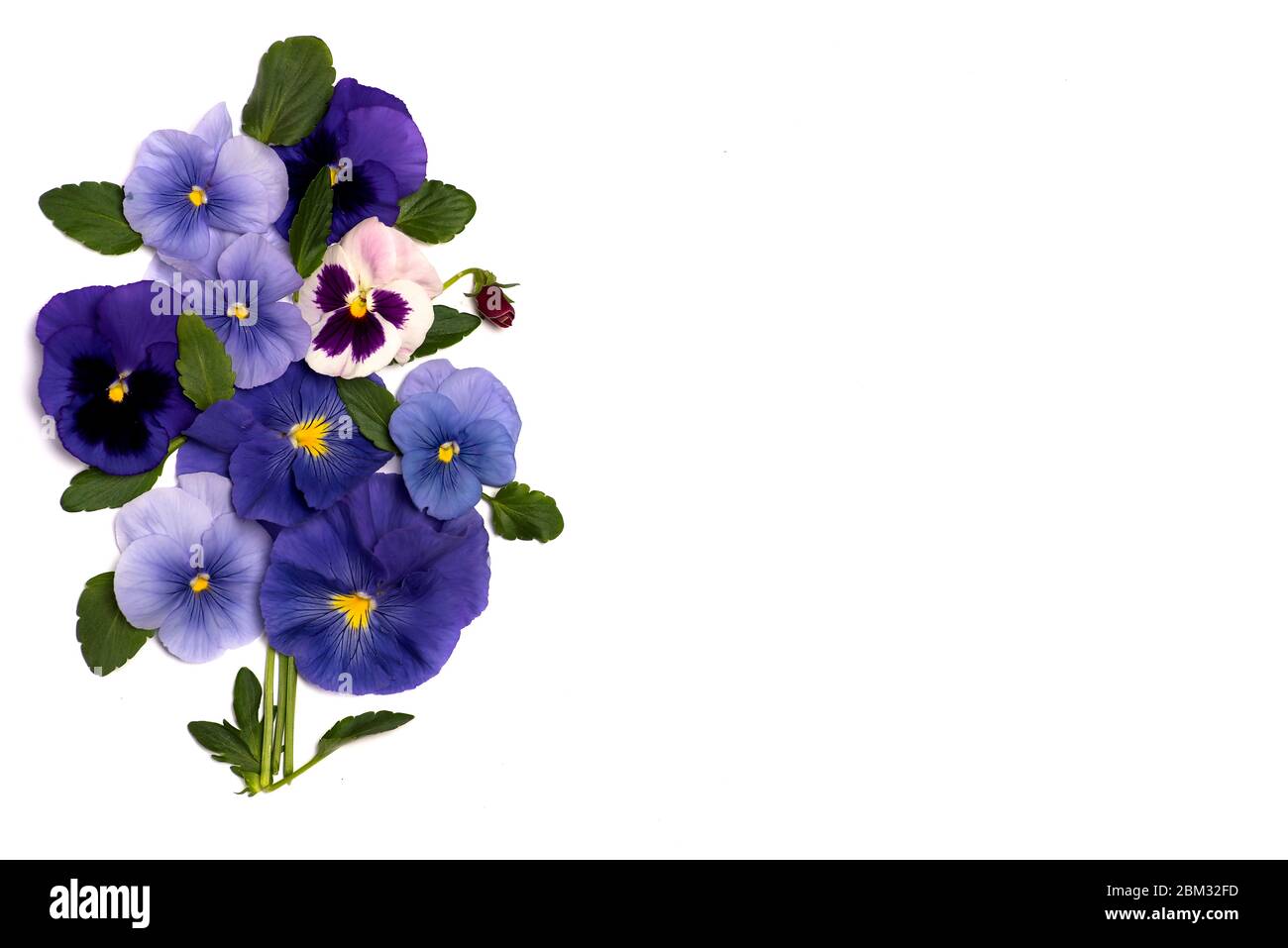 Viola plant violet flower in blossom arrangement isolated with copy space Stock Photo