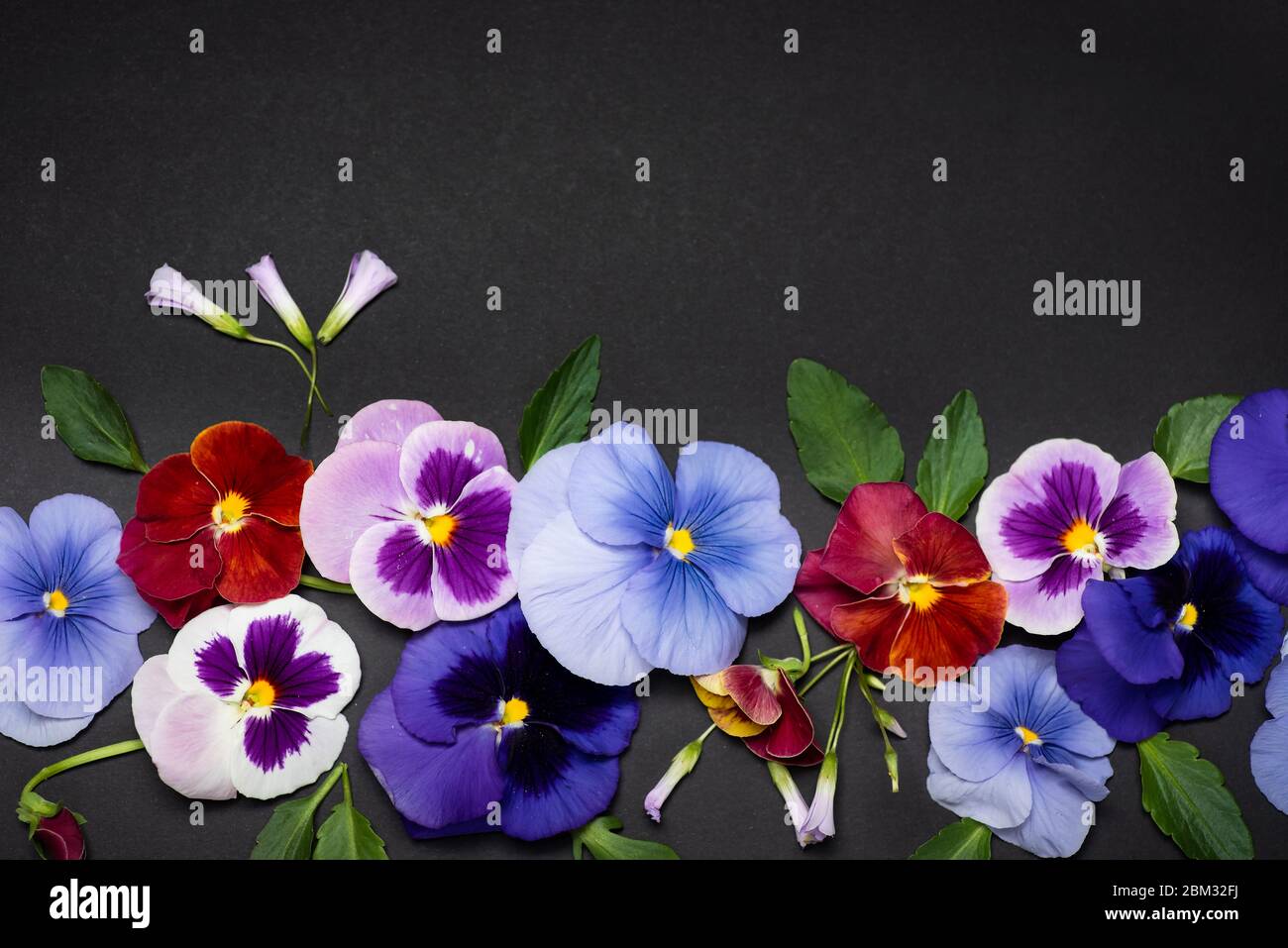 Violet flower in blossom arrangement on dark background with copy space Stock Photo