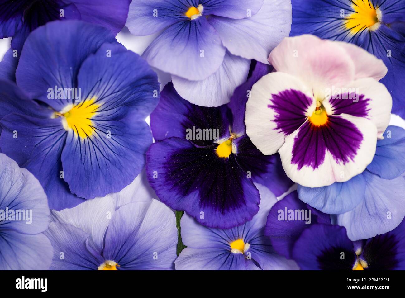 Viola plant violet flower in blossom arrangement with copy space Stock Photo