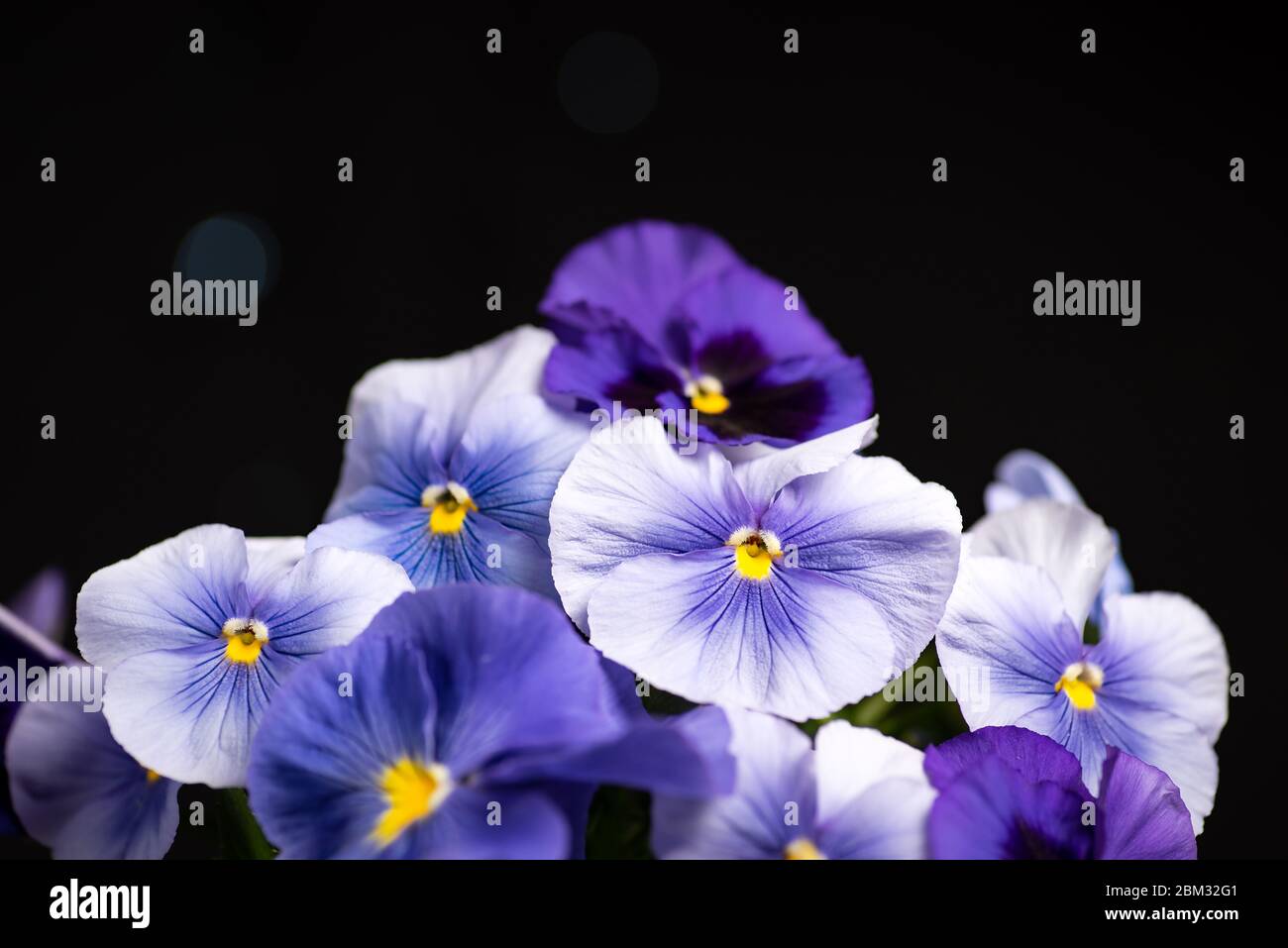 Violet flower in blossom arrangement on dark background with copy space Stock Photo