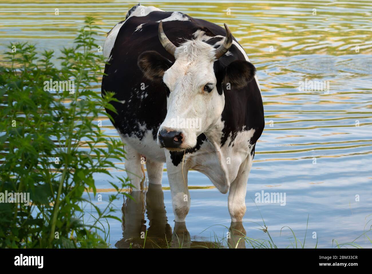 Black and White cow standing in the water in the blue lake. Stock Photo