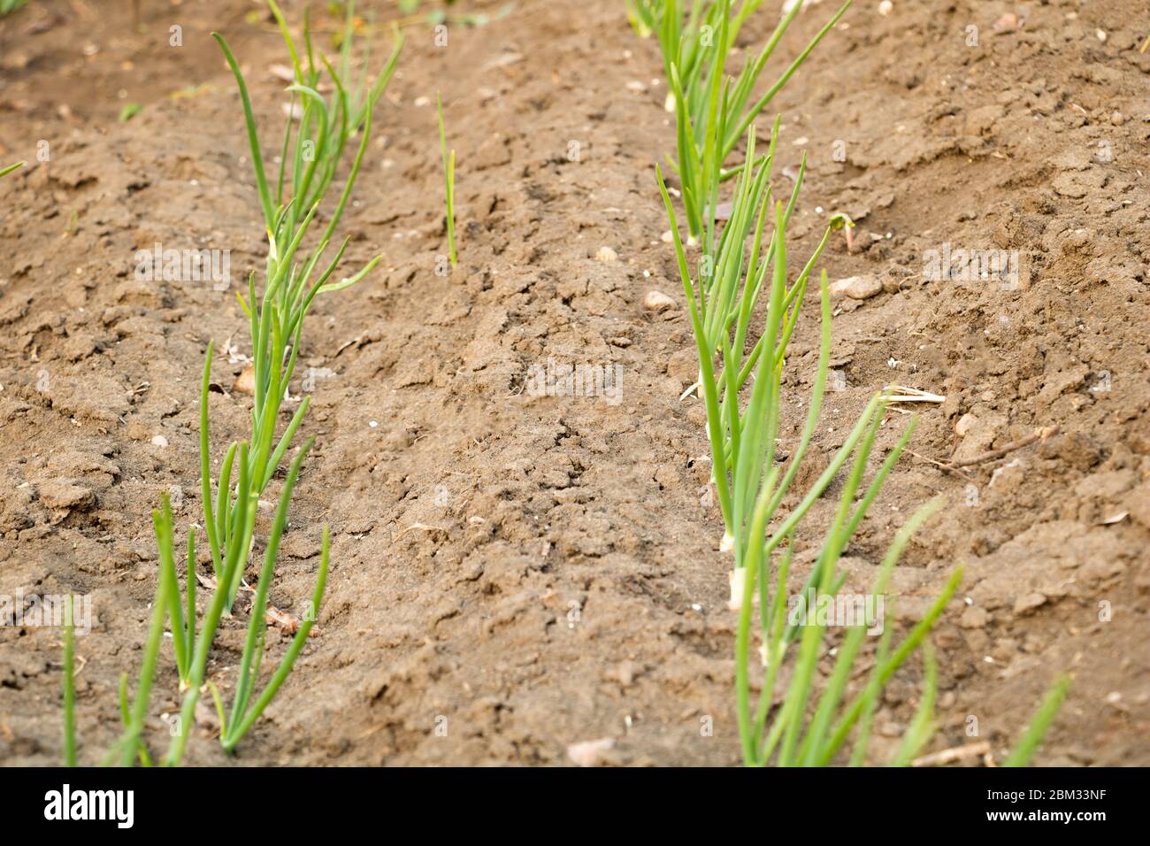 Home grown onions hi-res stock photography and images - Alamy