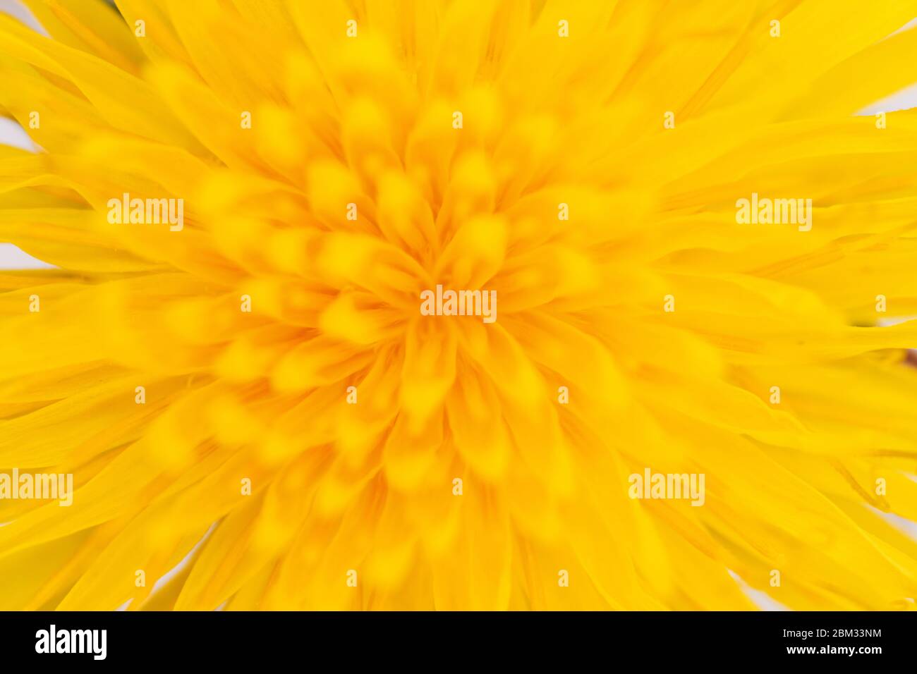 middle of a yellow dandelion flower Stock Photo