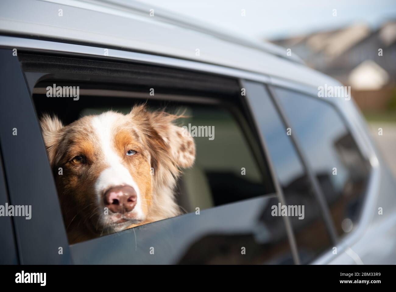 Dogs looking out the car window from the back seat Stock Photo Alamy