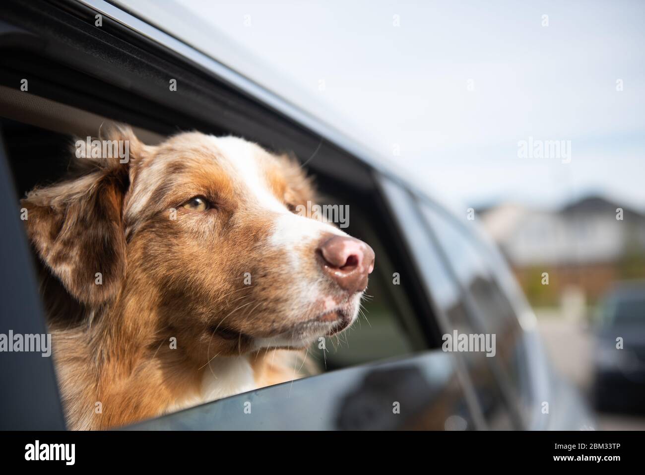 Dogs looking out the car window from the back seat Stock Photo Alamy