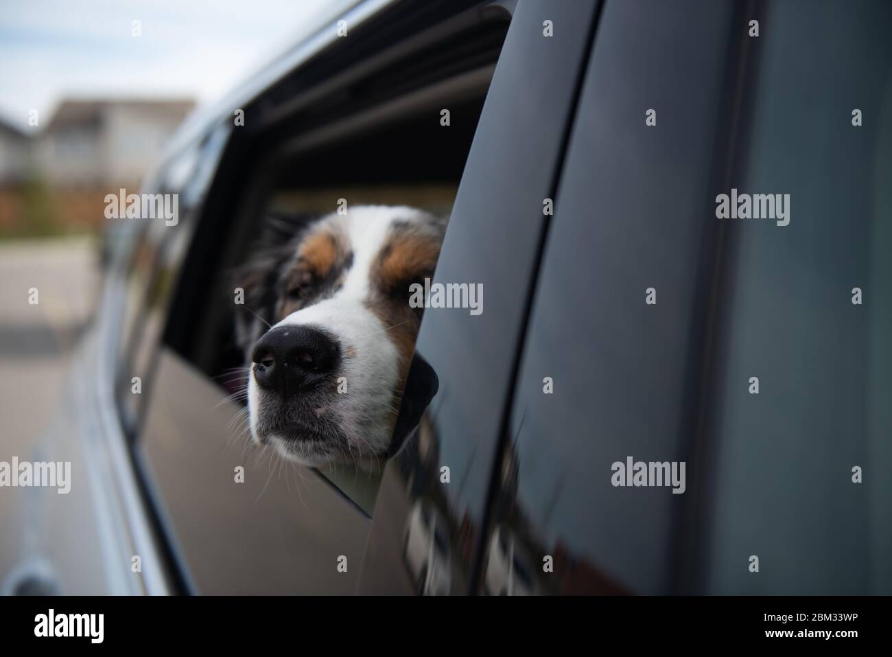 Dogs looking out the car window from the back seat Stock Photo Alamy