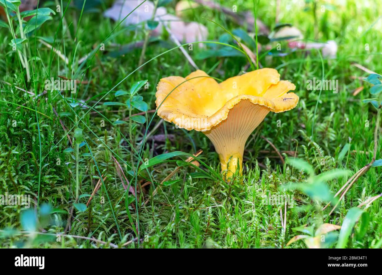 Chanterelle mushroom growing among green grass in summer forest Stock