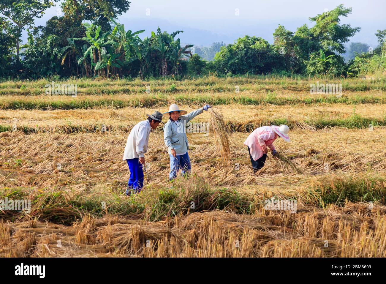People Picking Rice Local villagers work in a paddy field using traditional methods to cut ...
