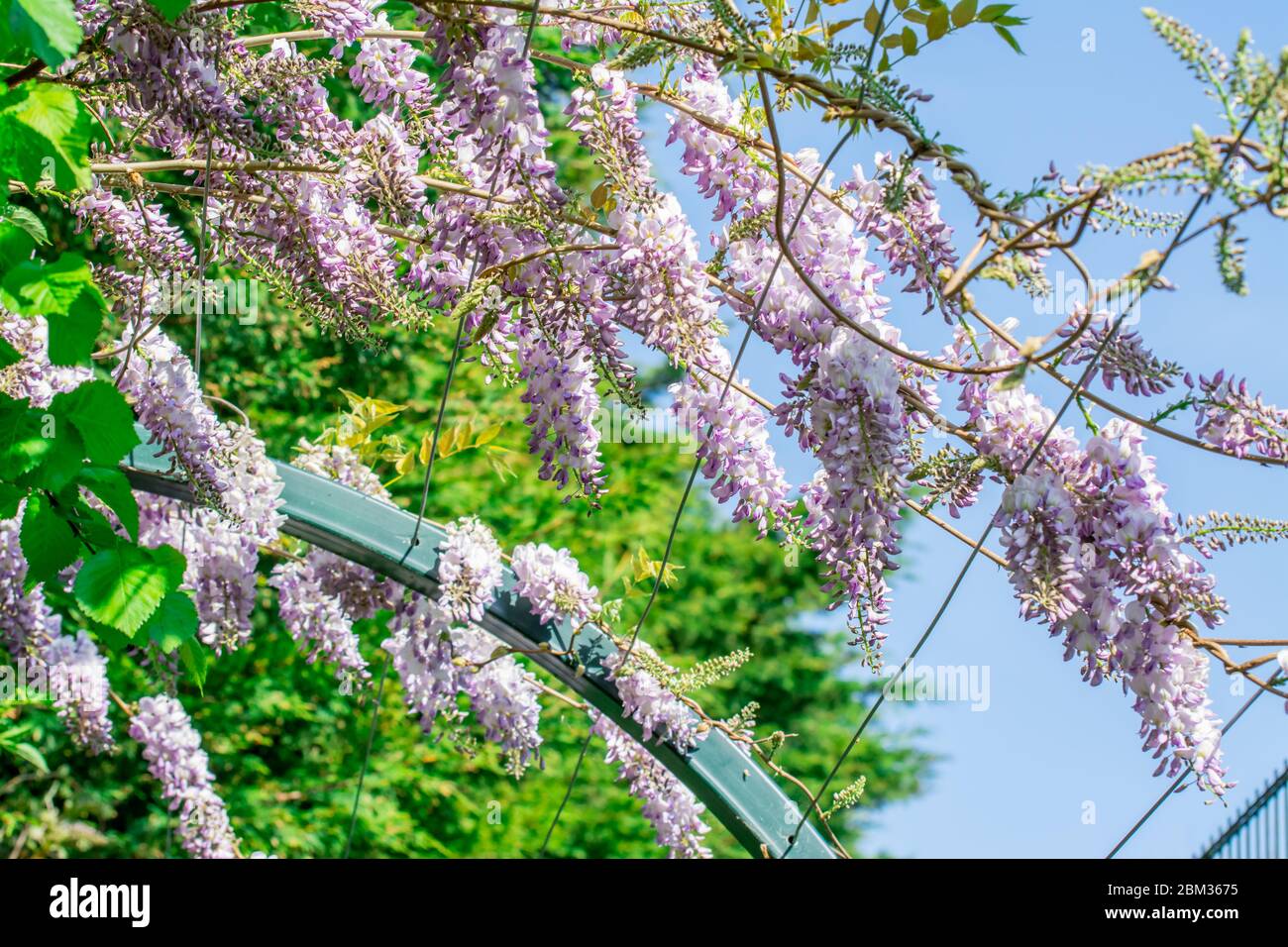 natural background with spring flowers Stock Photo