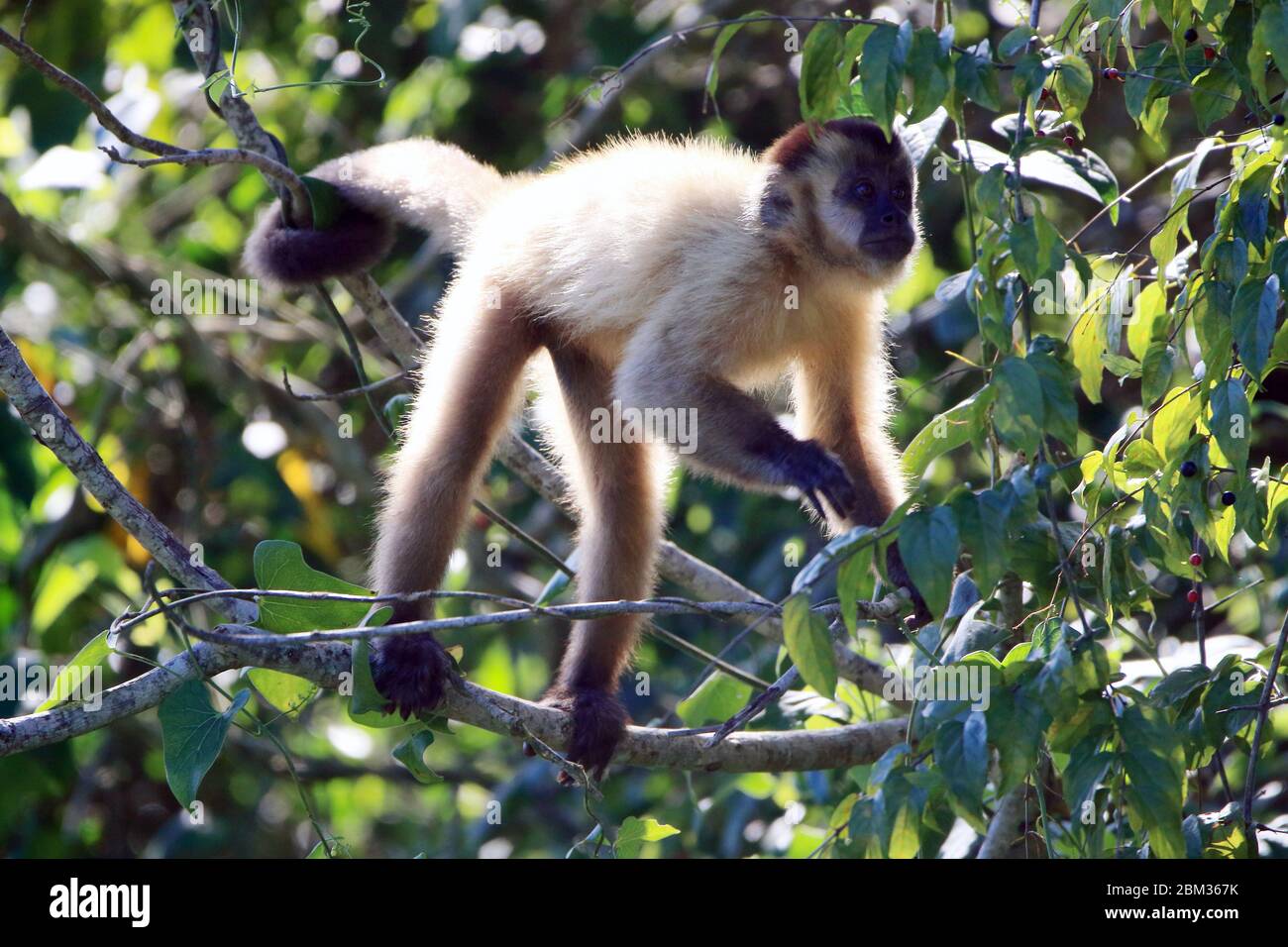 Macaco aranha hi-res stock photography and images - Alamy