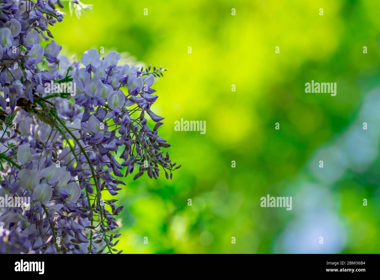 natural background with spring flowers Stock Photo