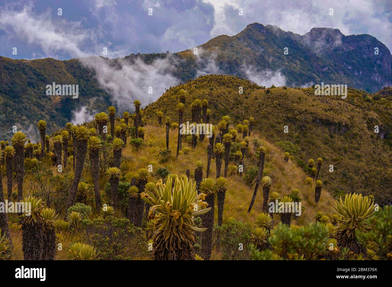 Frailejones Paramo in Los Nevados National Park in Colombia South America mountain vegetation above tree line Stock Photo