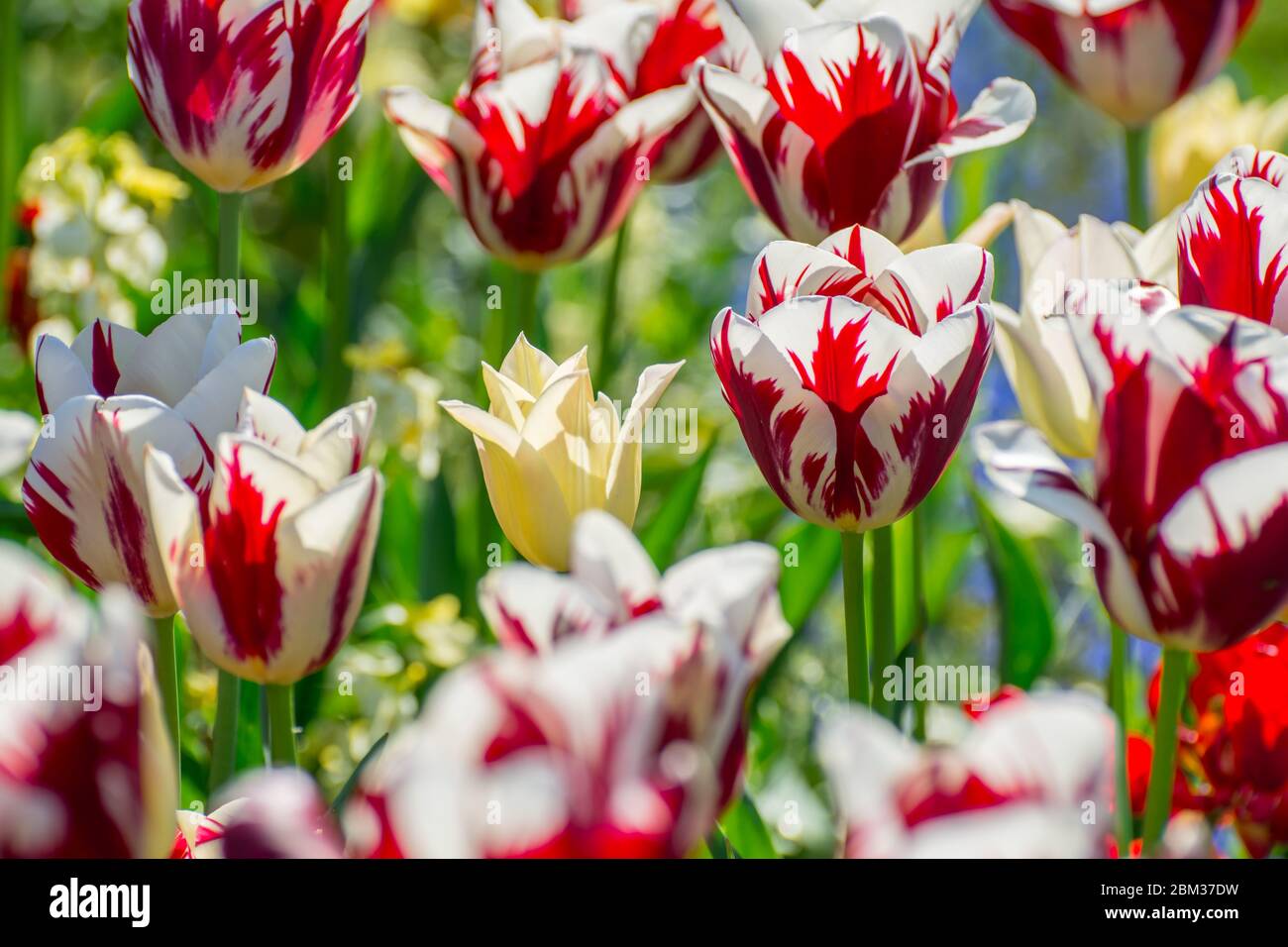 beautiful spring tulips flowers in the park Stock Photo - Alamy