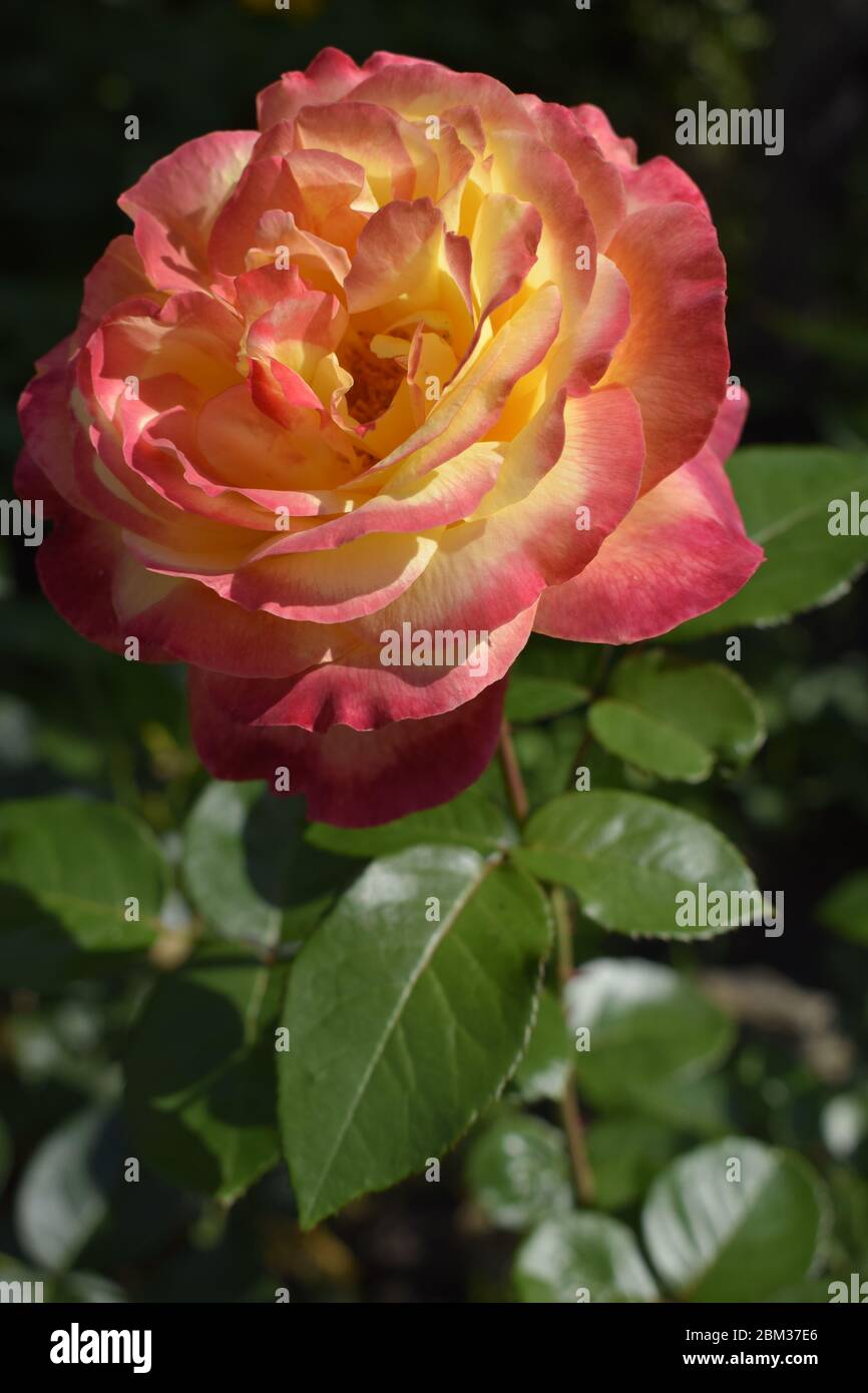 A Plant with colour changing roses. Multicolour roses with amazing 