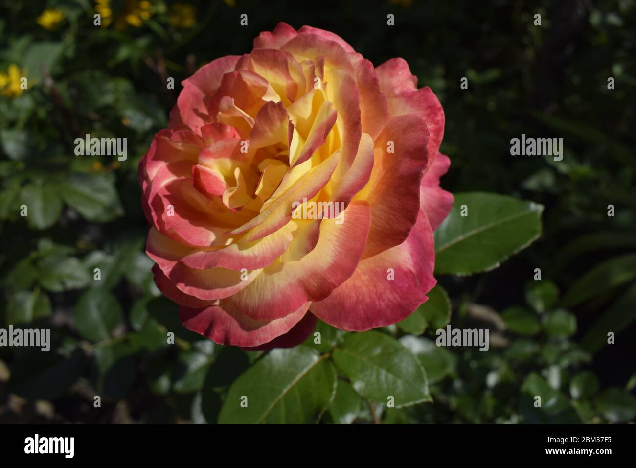 A Plant with colour changing roses. Multicolour roses with amazing ...