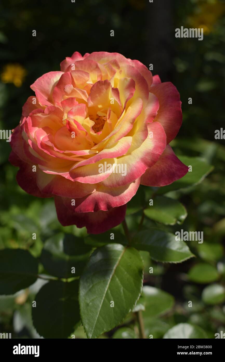 Floribunda Rose Noble Rose Yellow And Orange Rose Plants A Plant With Colour Changing Roses Multicolour Roses With Amazing Combination Og Red Ye Stock Photo Alamy