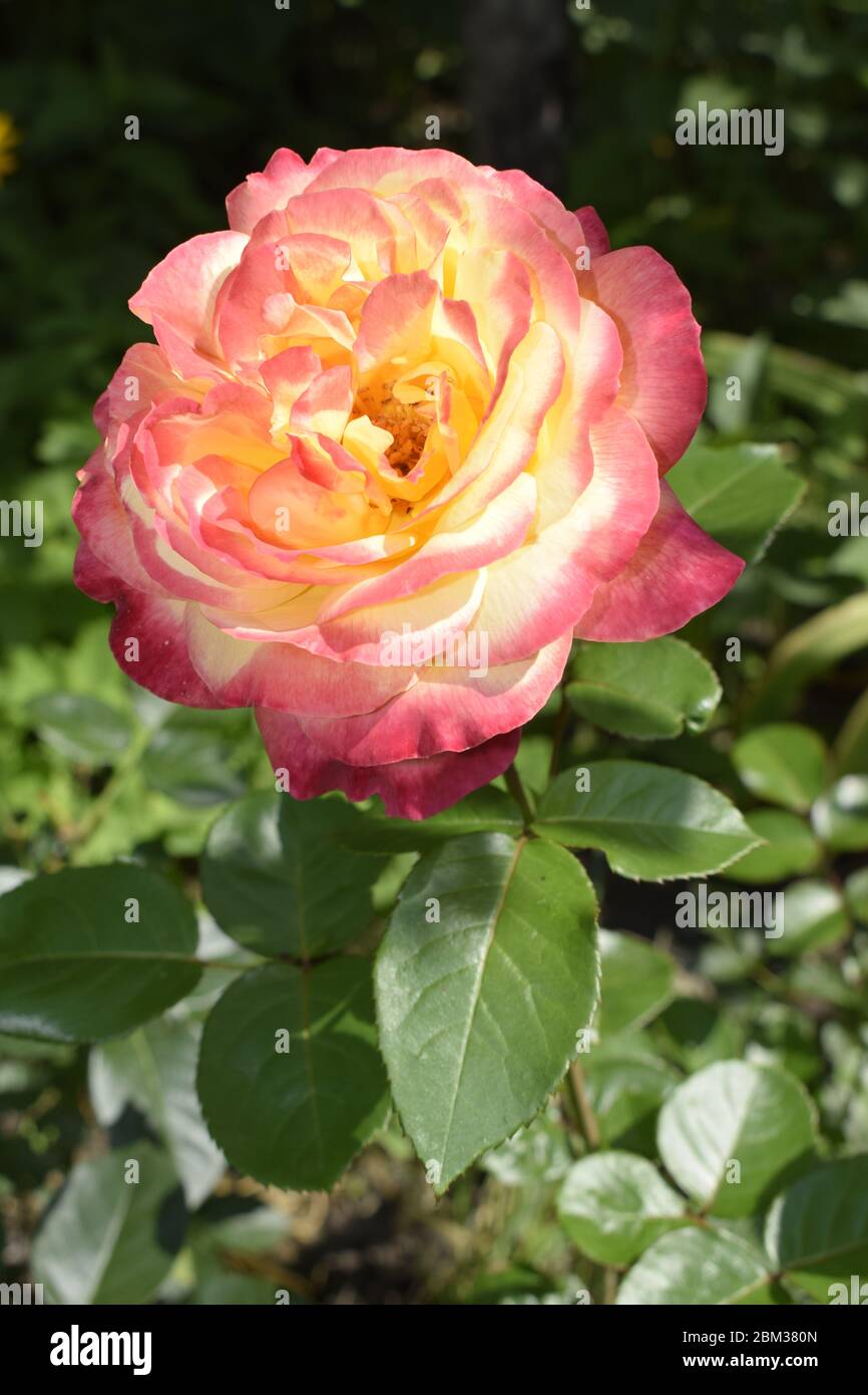Floribunda, Rose, noble rose. Yellow and Orange Rose