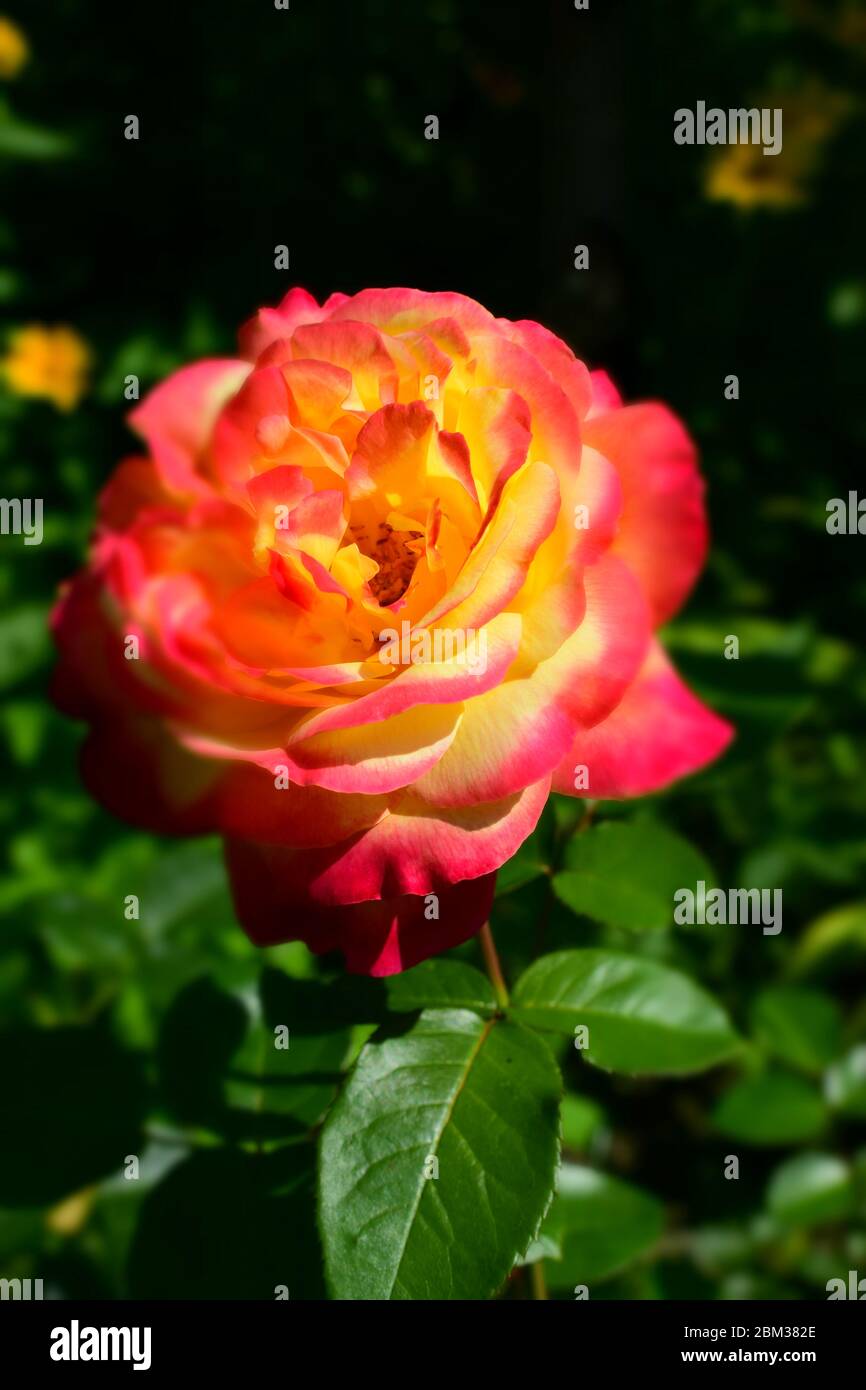 A Plant with colour changing roses. Multicolour roses with amazing