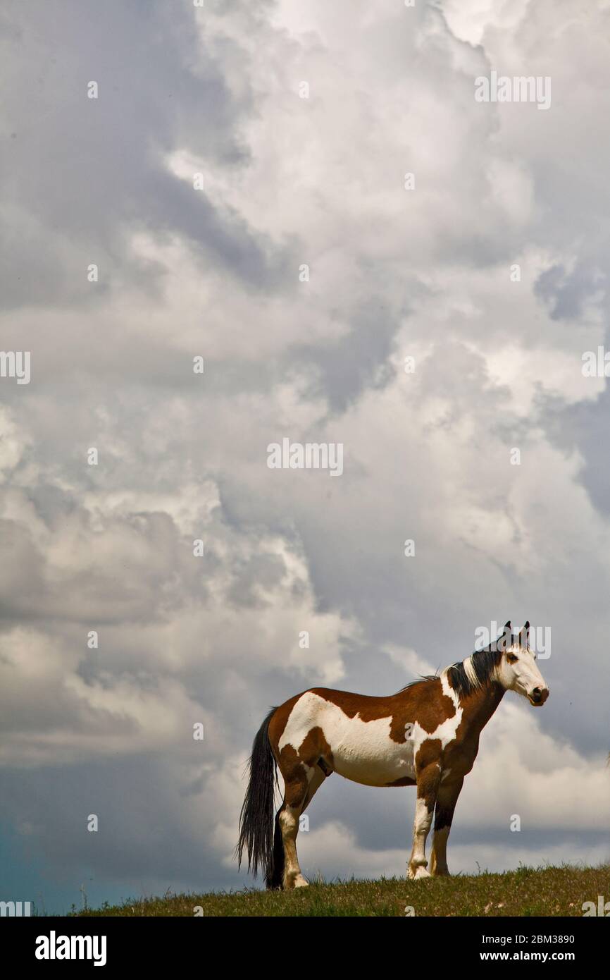 Lone Wild Horse with a cloud backdrop Stock Photo