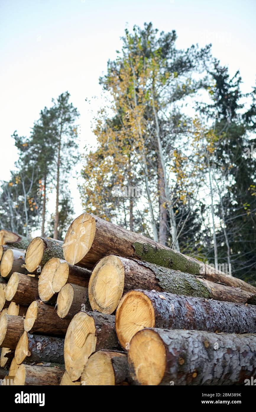 Tree felling. Deforestation. Timber harvesting in the coniferous forest