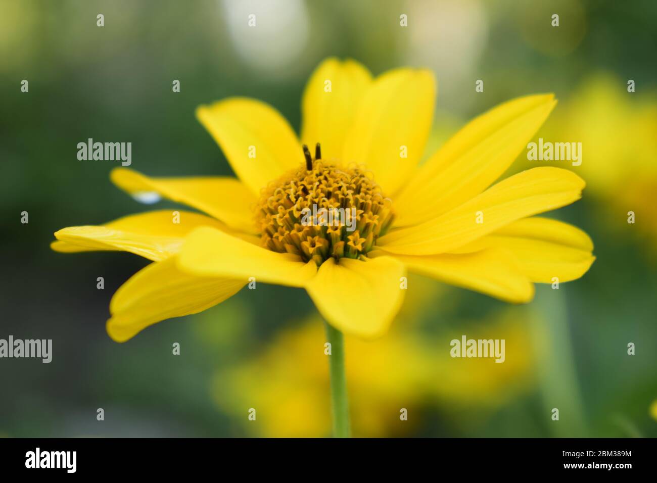 Yellow Flowers Blooming Flowers In The Garden Heliopsis Sunflower Family Yellow Daisy Flowers Close Up Wild Flower Easy To Grow Called As Fals Stock Photo Alamy