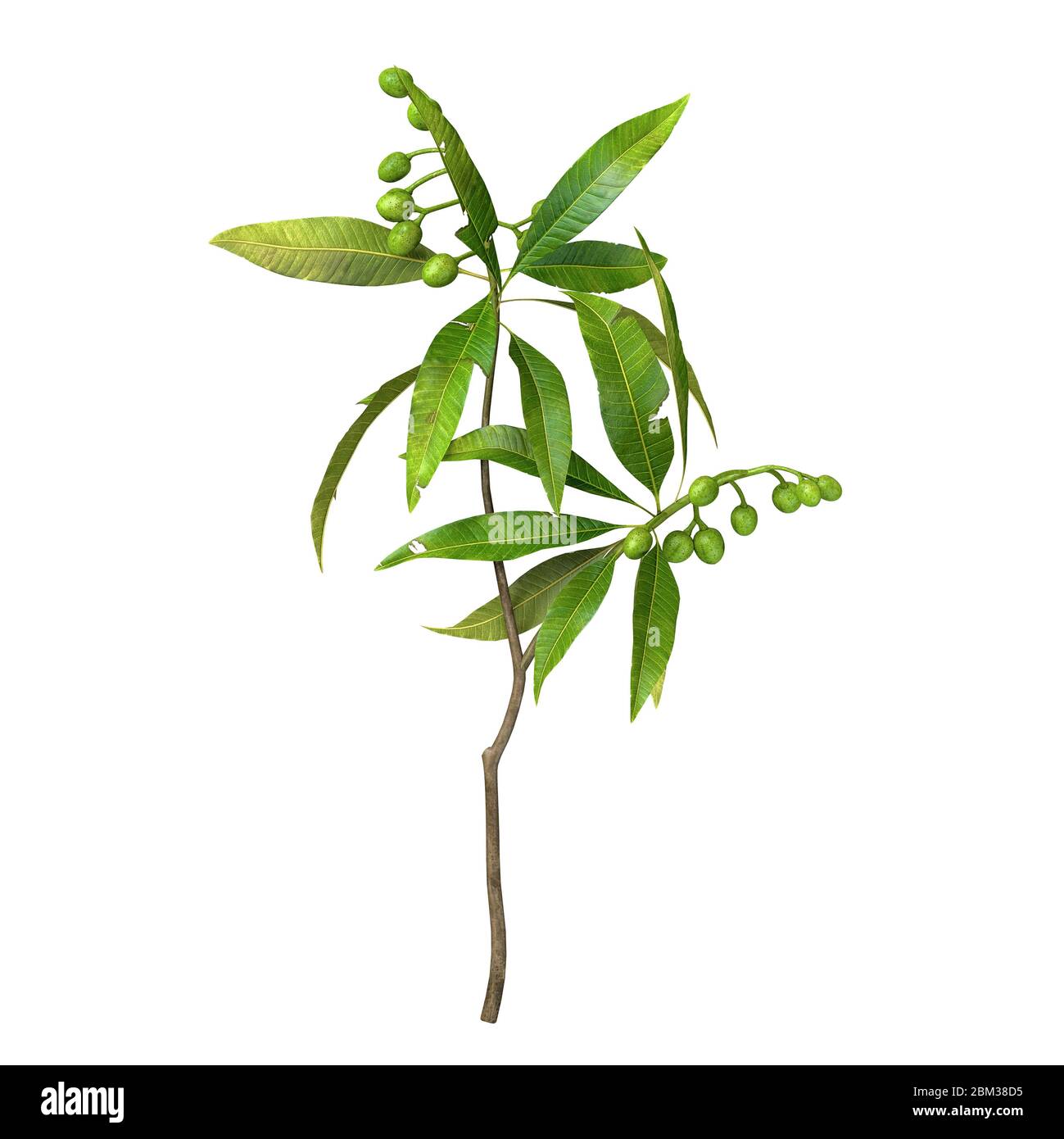 Olive branch with leaves isolated on white background with CLIPPING ...