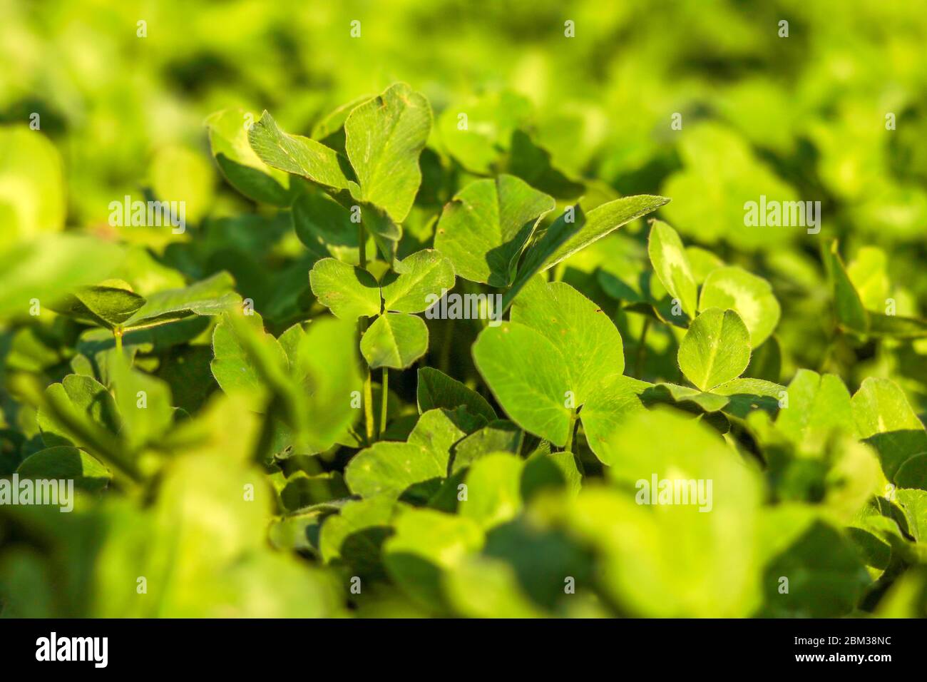 fresh bright green leaves Stock Photo