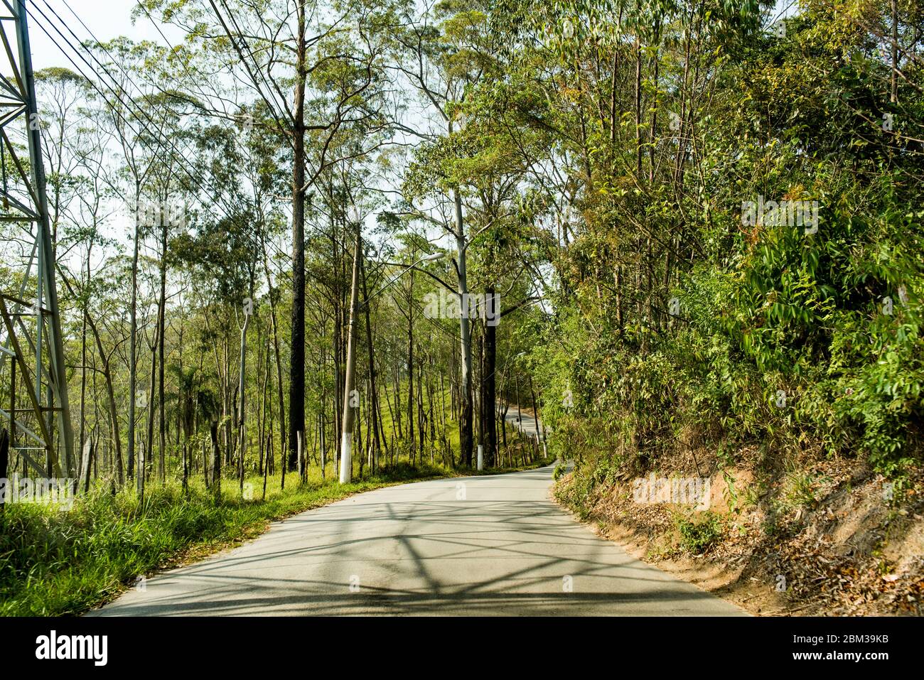 Where are you going to? A road surrounded by trees in a daylight Stock Photo