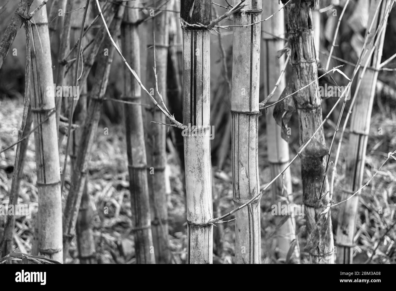 Bamboo forest in black and white. It may be used as background. Stock Photo