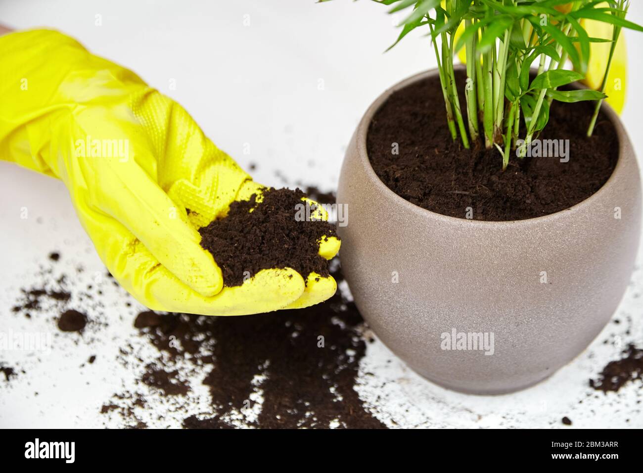 Parlor palm in pot hi-res stock photography and images - Alamy