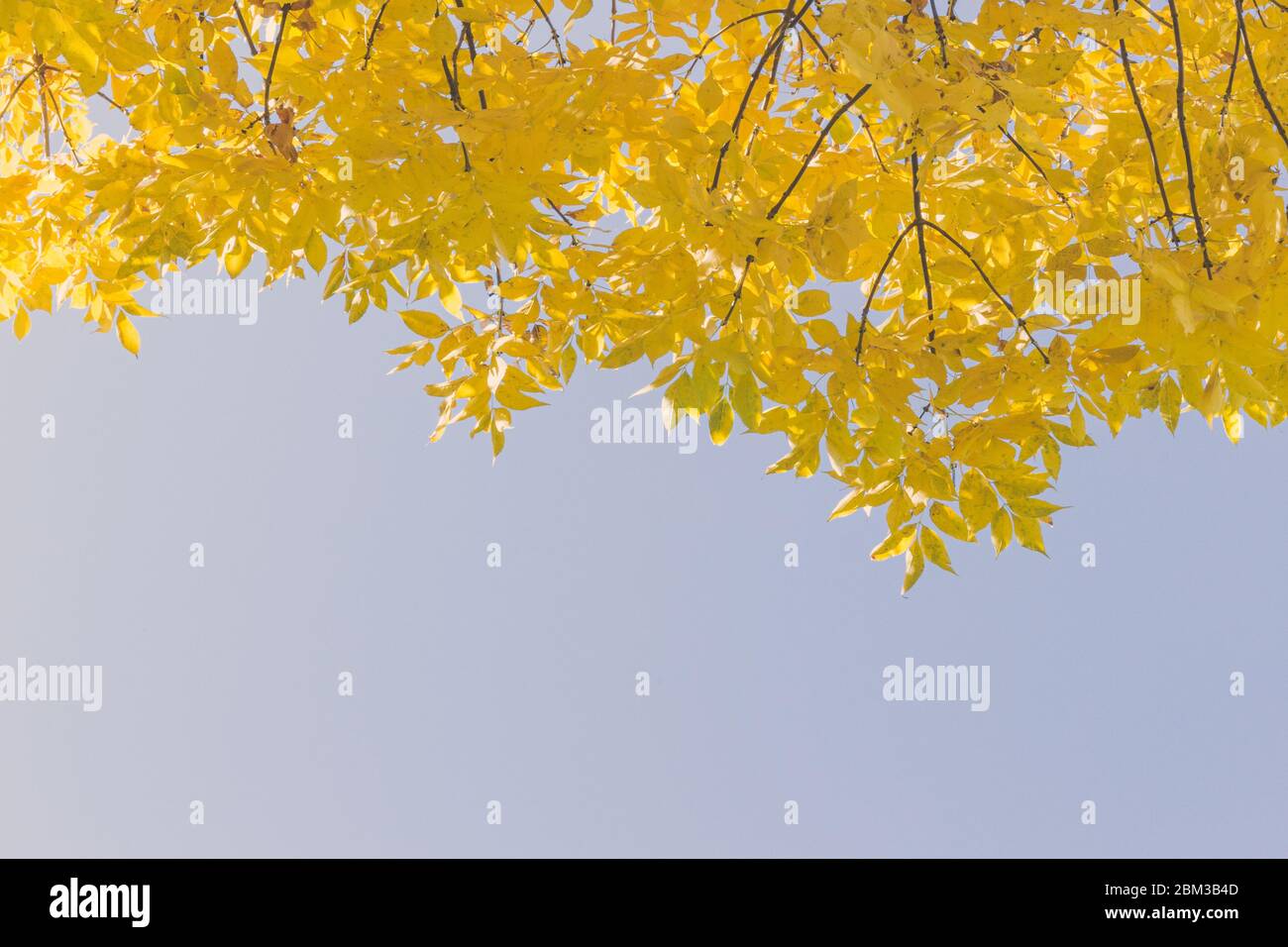 Amazing autumn colours hi-res stock photography and images - Alamy