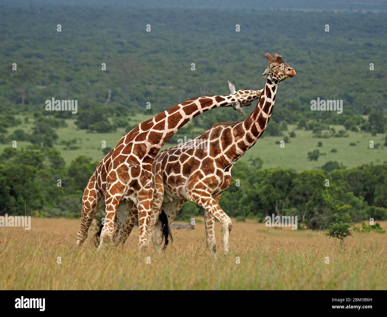 Two old bull Reticulated Giraffes (Giraffa camelopardis reticulata) fight over right to mate with female -Ol Pejeta Conservancy,Laikipia,Kenya, Africa Stock Photo