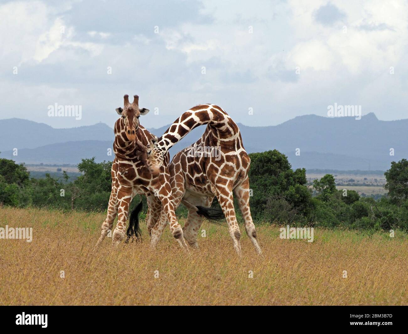 Two old bull Reticulated Giraffes (Giraffa camelopardis reticulata) fight over right to mate with female -Ol Pejeta Conservancy,Laikipia,Kenya, Africa Stock Photo