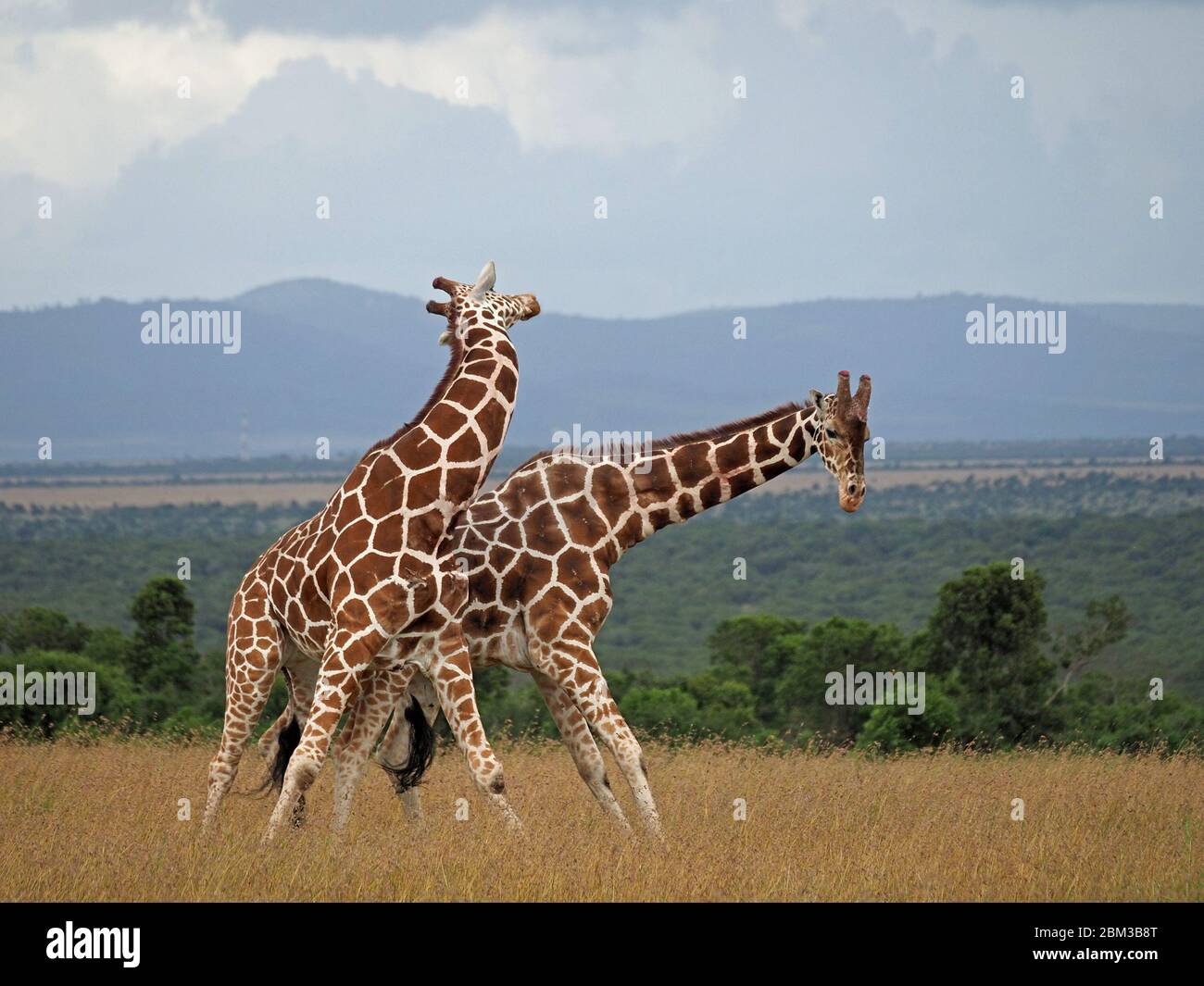 Two old bull Reticulated Giraffes (Giraffa camelopardis reticulata) fight over right to mate with female -Ol Pejeta Conservancy,Laikipia,Kenya, Africa Stock Photo