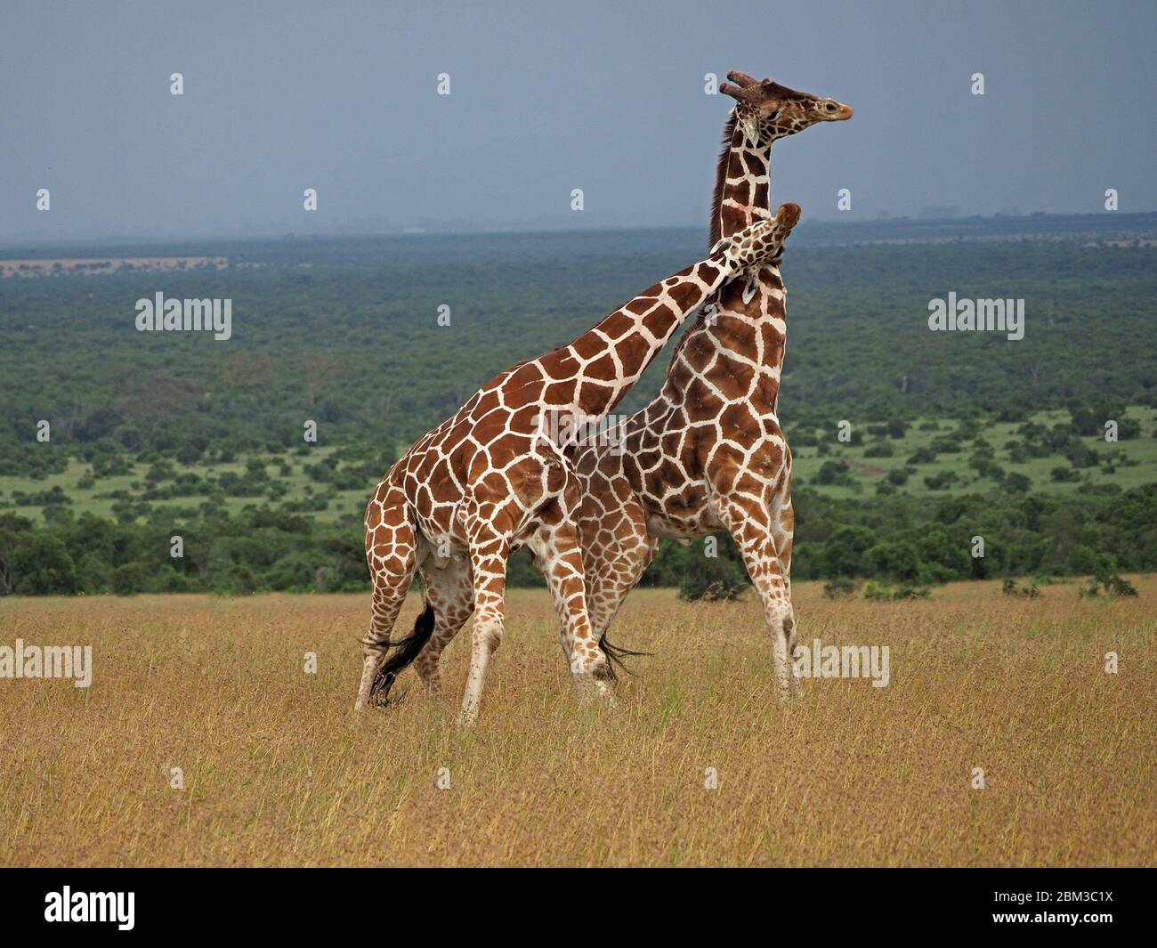 Two old bull Reticulated Giraffes (Giraffa camelopardis reticulata) fight over right to mate with female -Ol Pejeta Conservancy,Laikipia,Kenya, Africa Stock Photo